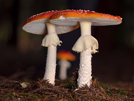 14 mushroom blend
